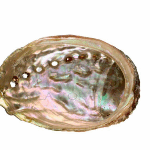 Concha Abalón Roscado Grande