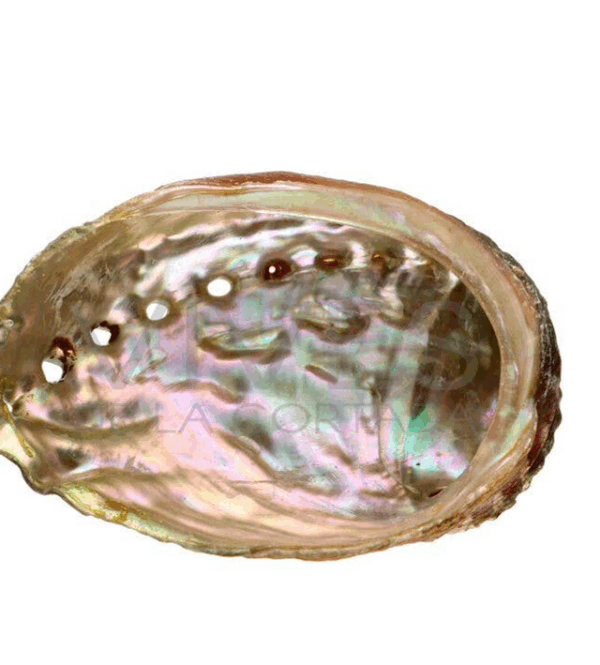 Concha Abalón Roscado Grande