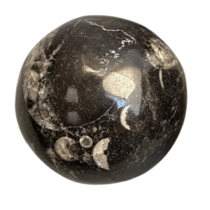 Bola Esfera Orthoceras, 5-6cm