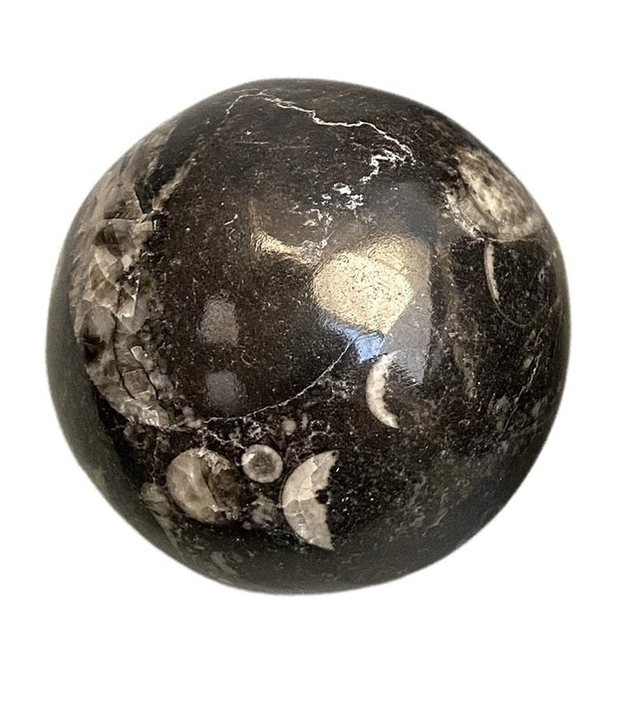 Bola Esfera Orthoceras, 5-6cm